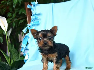 Yorkshire Terrier dogs for sale: Basil - Ad 1
