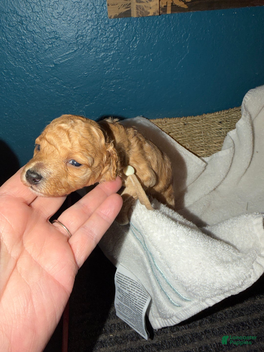 Miniature Poodle dogs for sale: AKC Miniature Poodle Puppy White - Ad 10