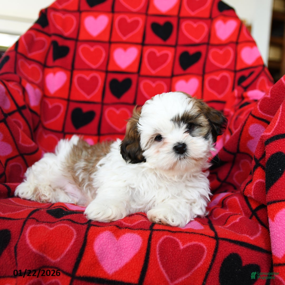 Shih Tzu dogs for sale: Charmer - Ad 3
