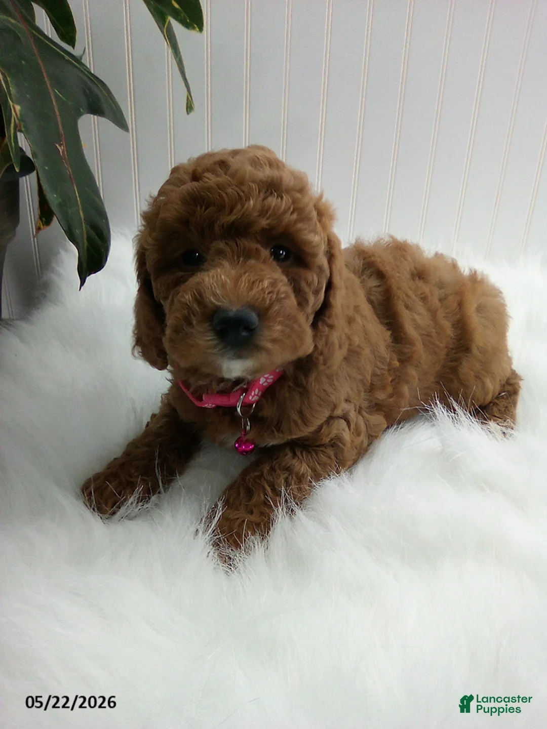 Miniature Poodle dogs for sale: Steph - Ad 2