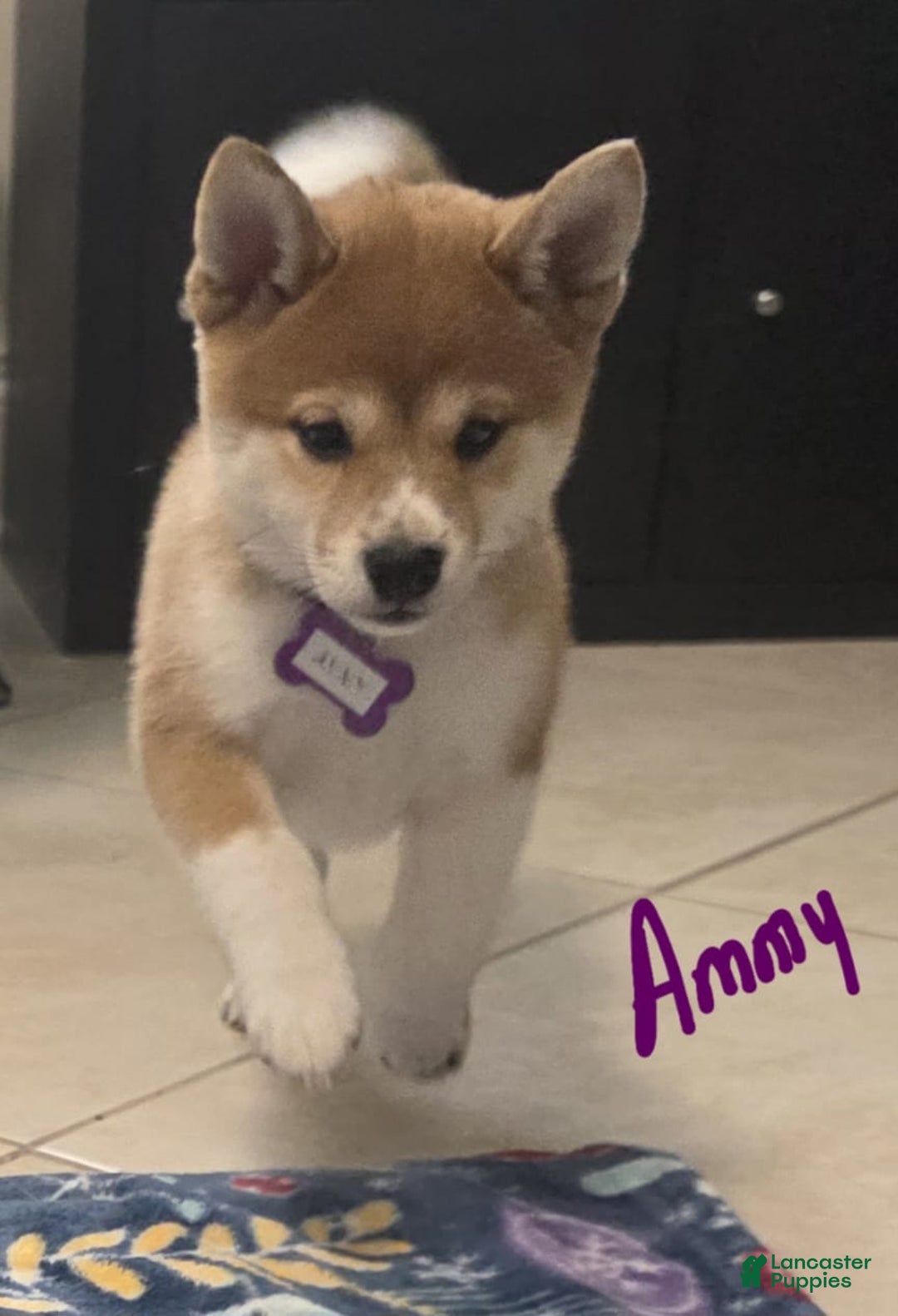 Puppy Shiba Inu Temperament Fearless Ammy Is So Cute For Sale In