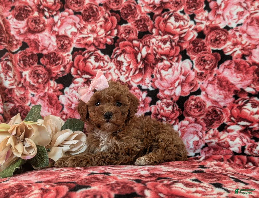 Toy Poodle dogs for sale: Gabrielle 6-7 lbs Full Grown - Ad 7