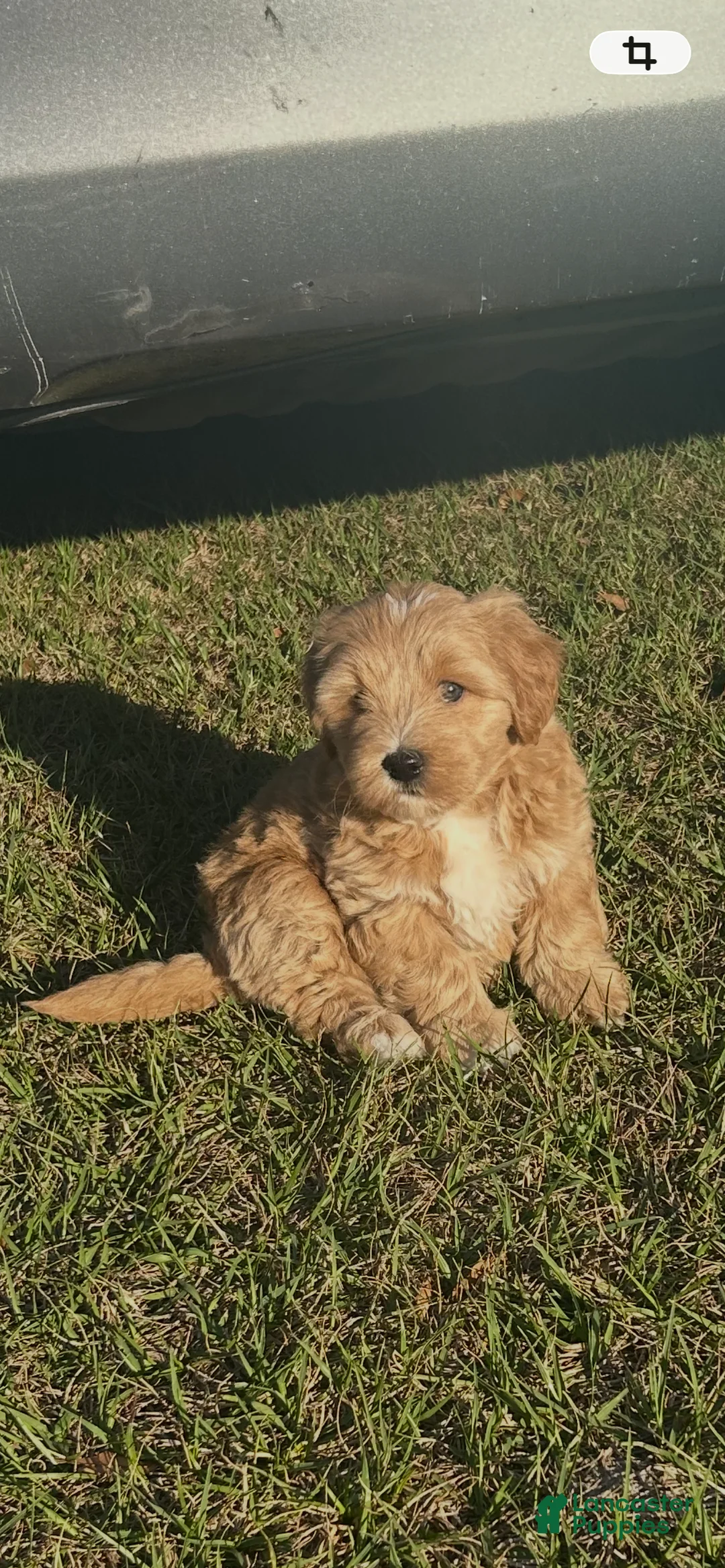 Mixed Breed dogs for sale: Mixed Breed Puppy 2 - Ad 2