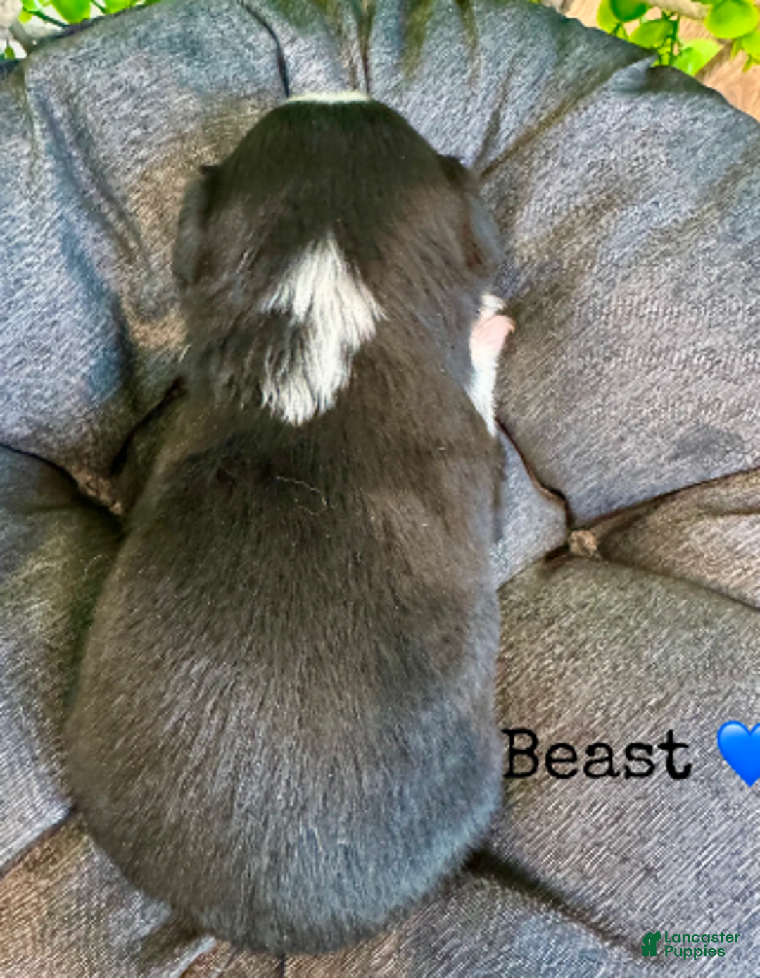 Miniature Australian Shepherd dogs for sale: Beast - Ad 9