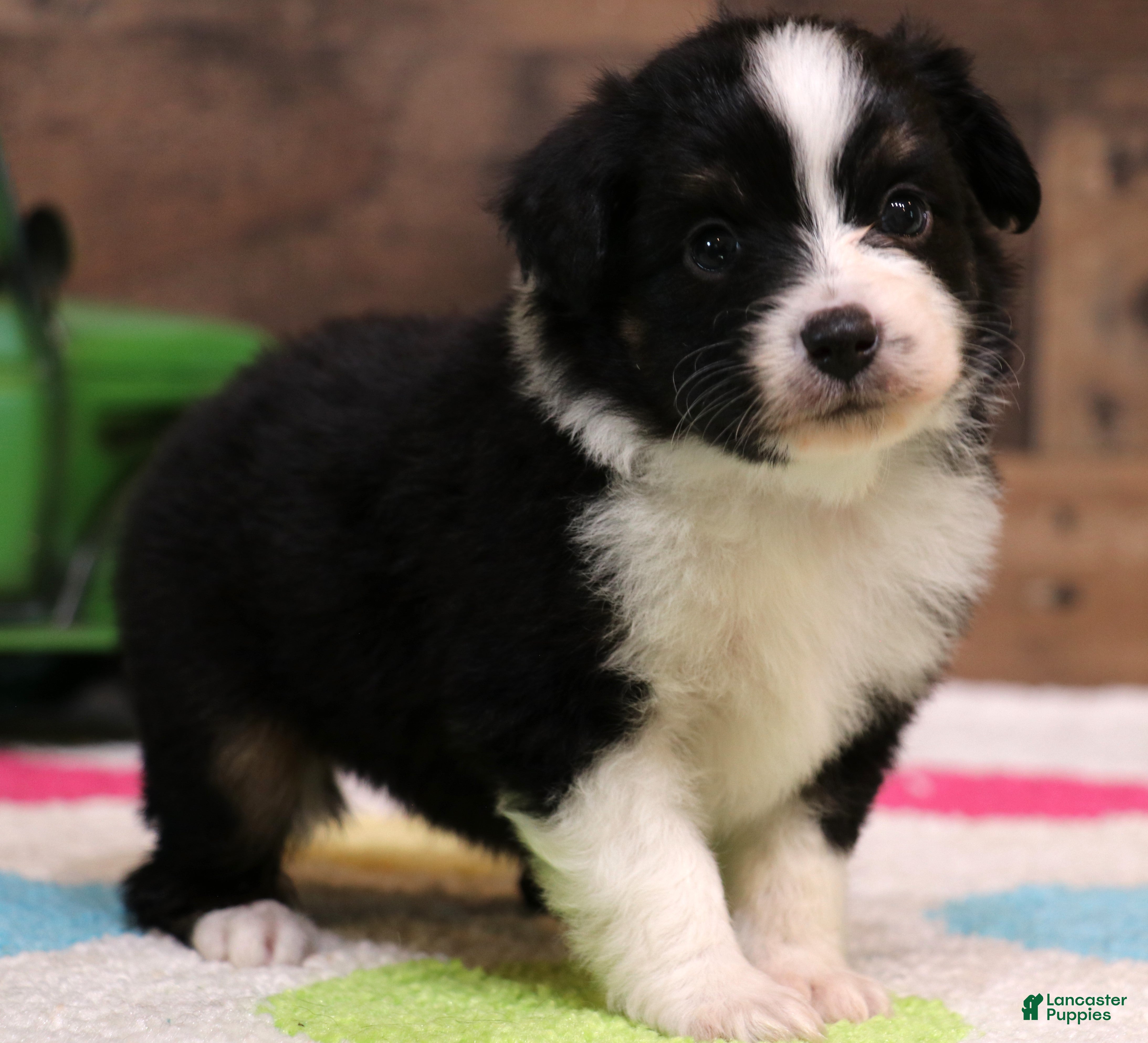 Toy Australian Shepherd dogs for sale: Cookie black-tri - Ad 3