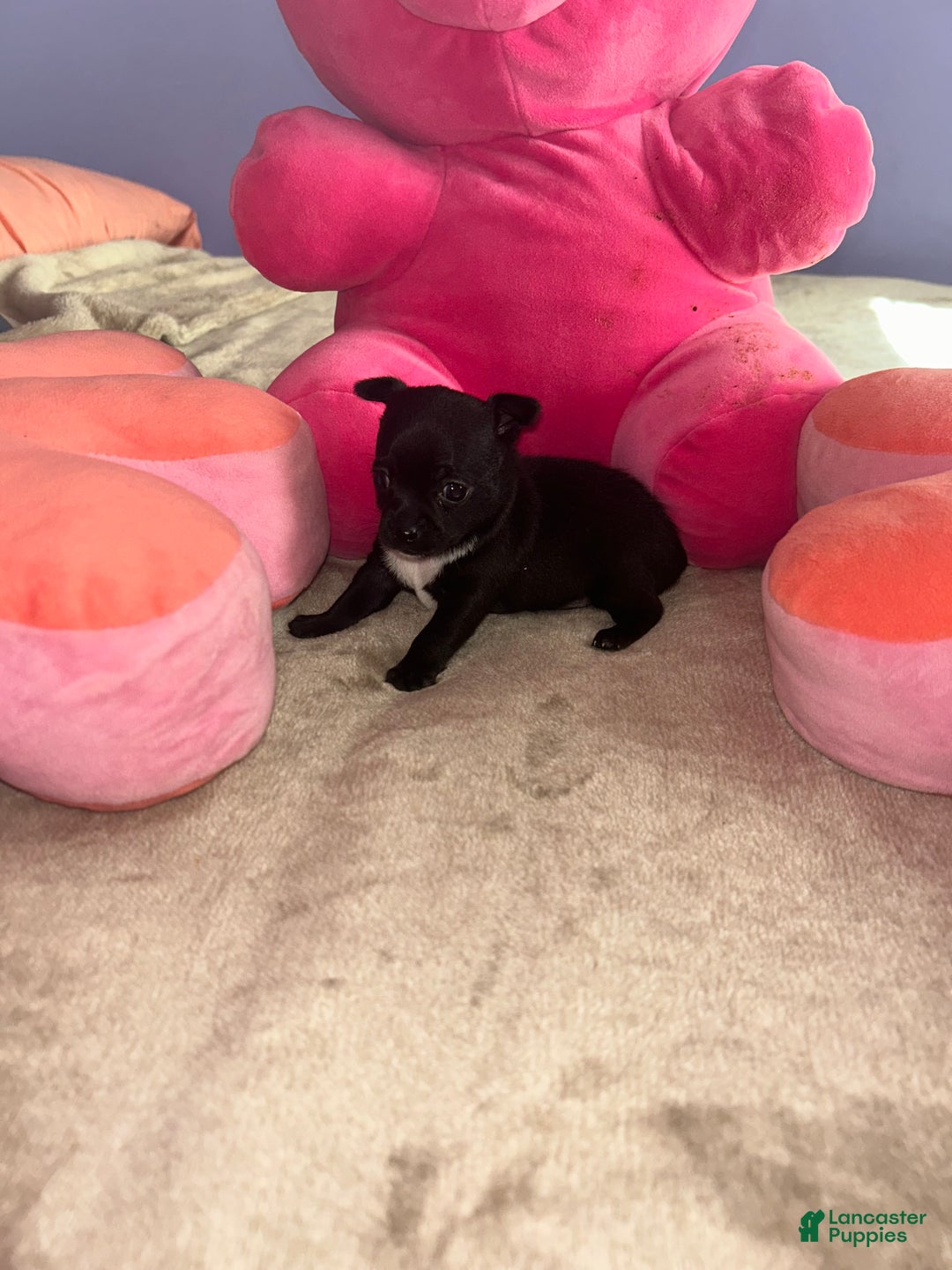 Chihuahua dogs for sale: Gordo - Ad 5