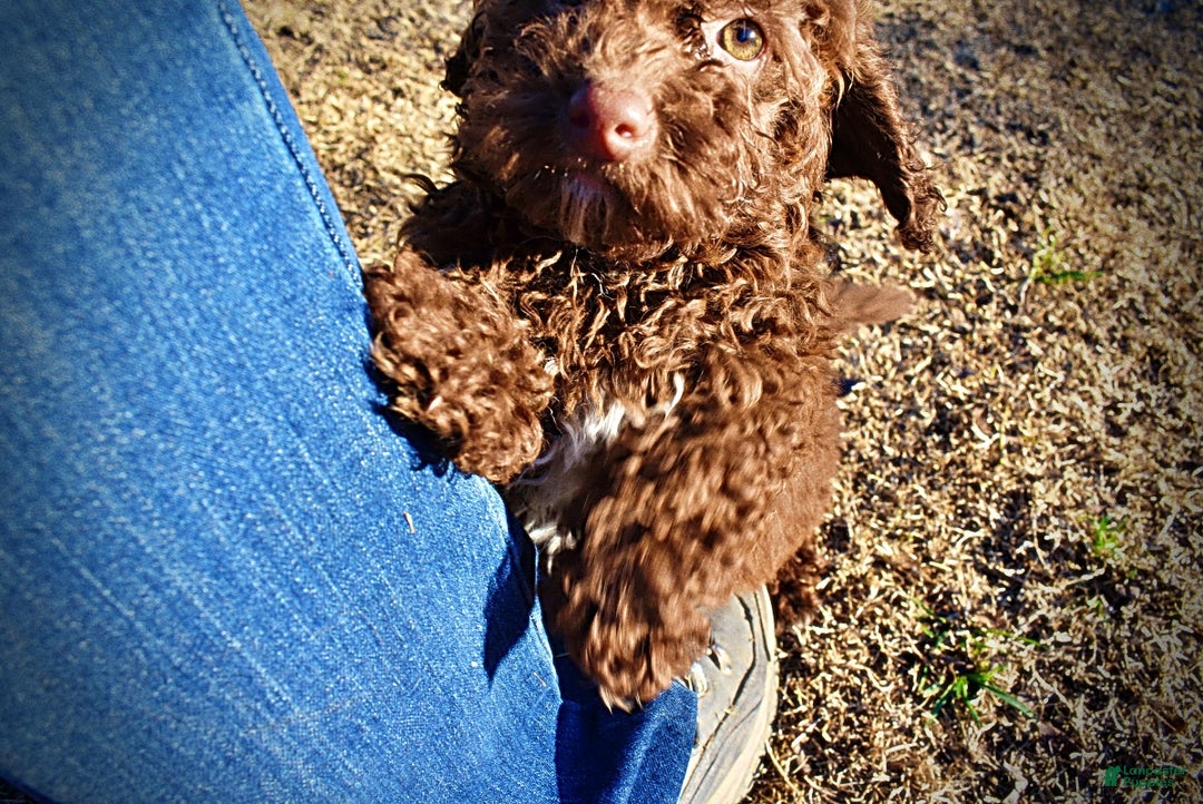 Havapoo dogs for sale: Scooby - Ad 14