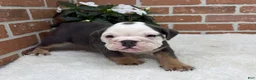 English Bulldog dogs for sale: Macy - Ad 1