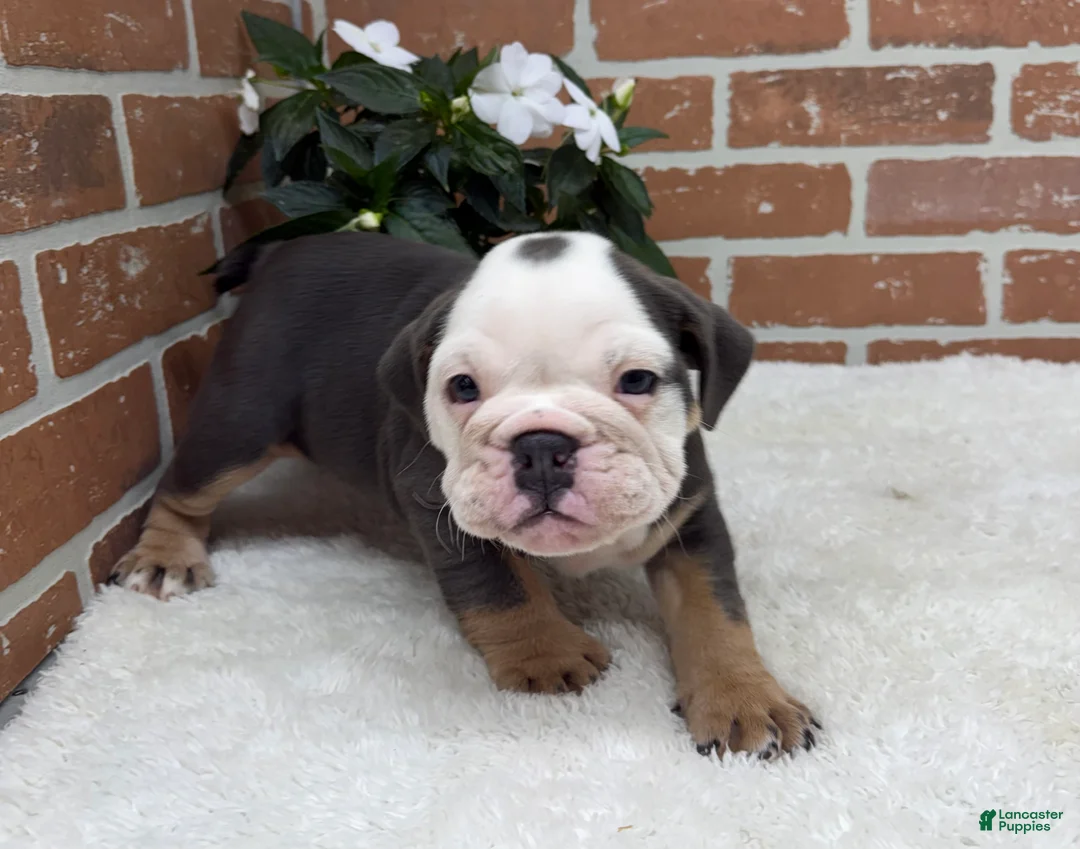 English Bulldog dogs for sale: Macy - Ad 1