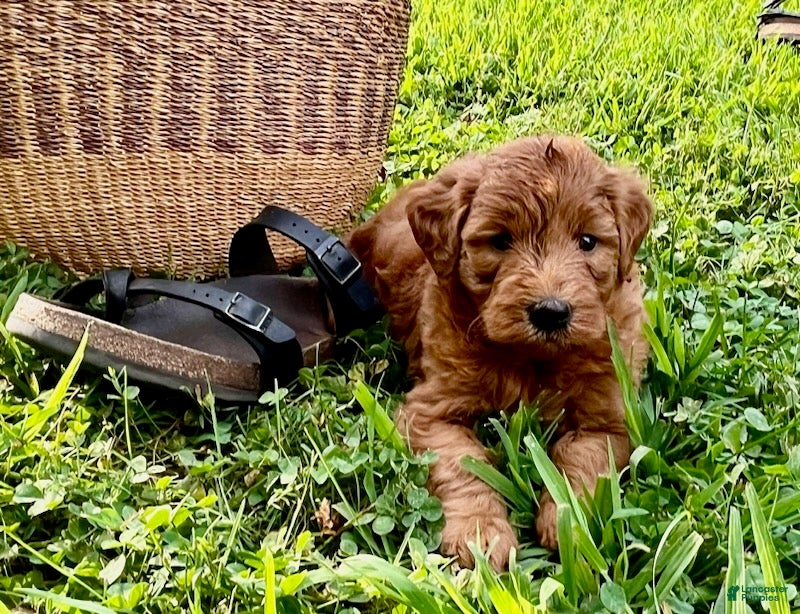 Mini Goldendoodle dogs Gus - Ad 2