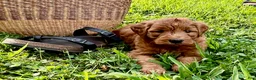 Mini Goldendoodle dogs for sale: Gus - Ad 2