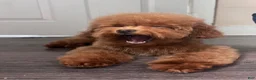Toy Poodle dogs for sale: Toy Poodle 2 - Ad 4