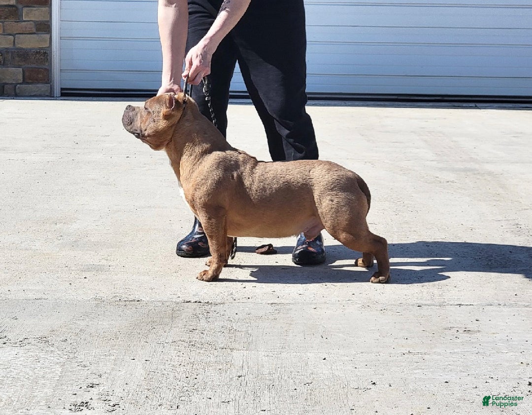 American Bully dogs for sale: Goten - American Bully Neutered - Ad 5