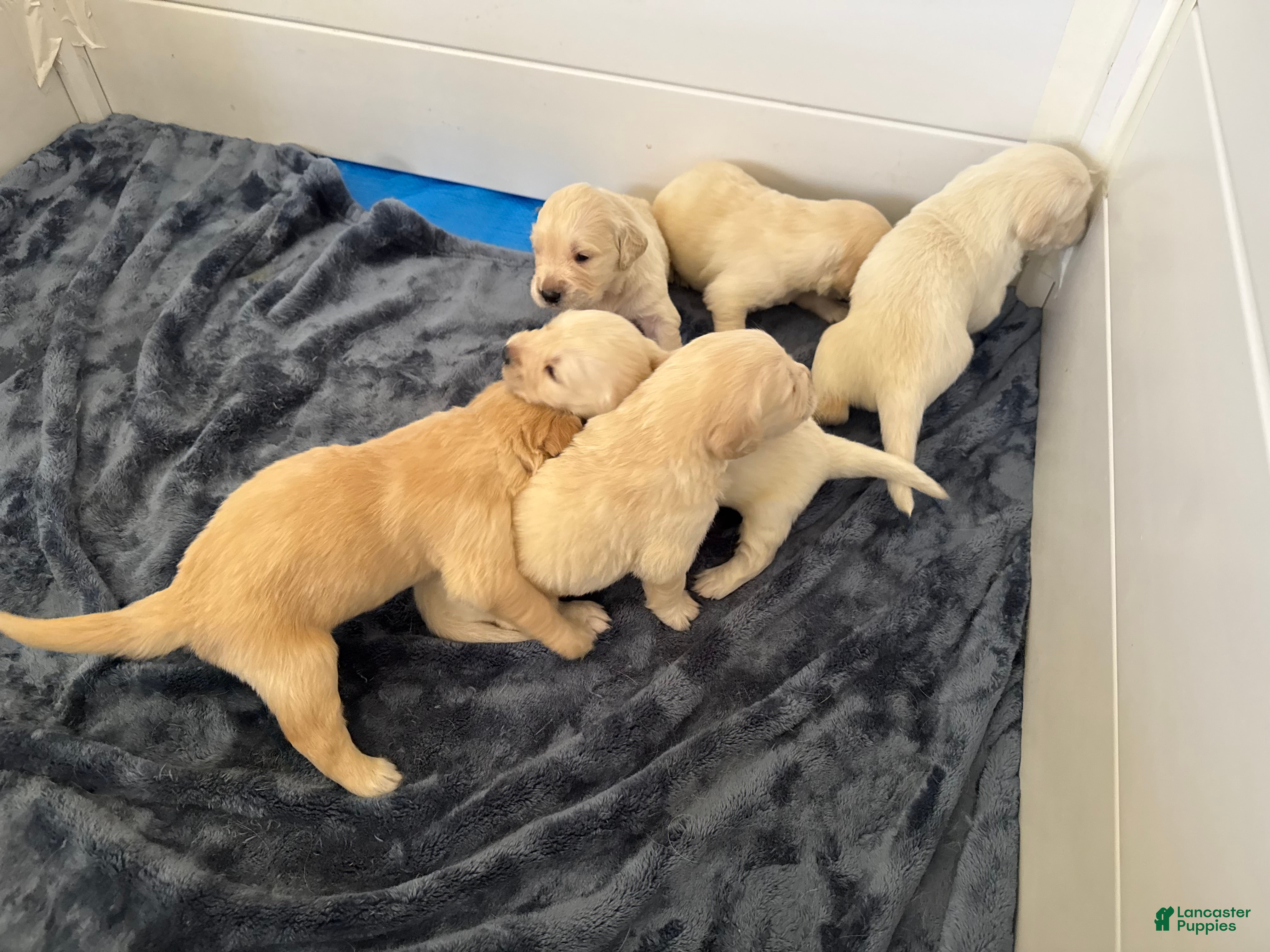 Golden Retriever dogs for sale: Golden Retriever Puppy 2 - Ad 1