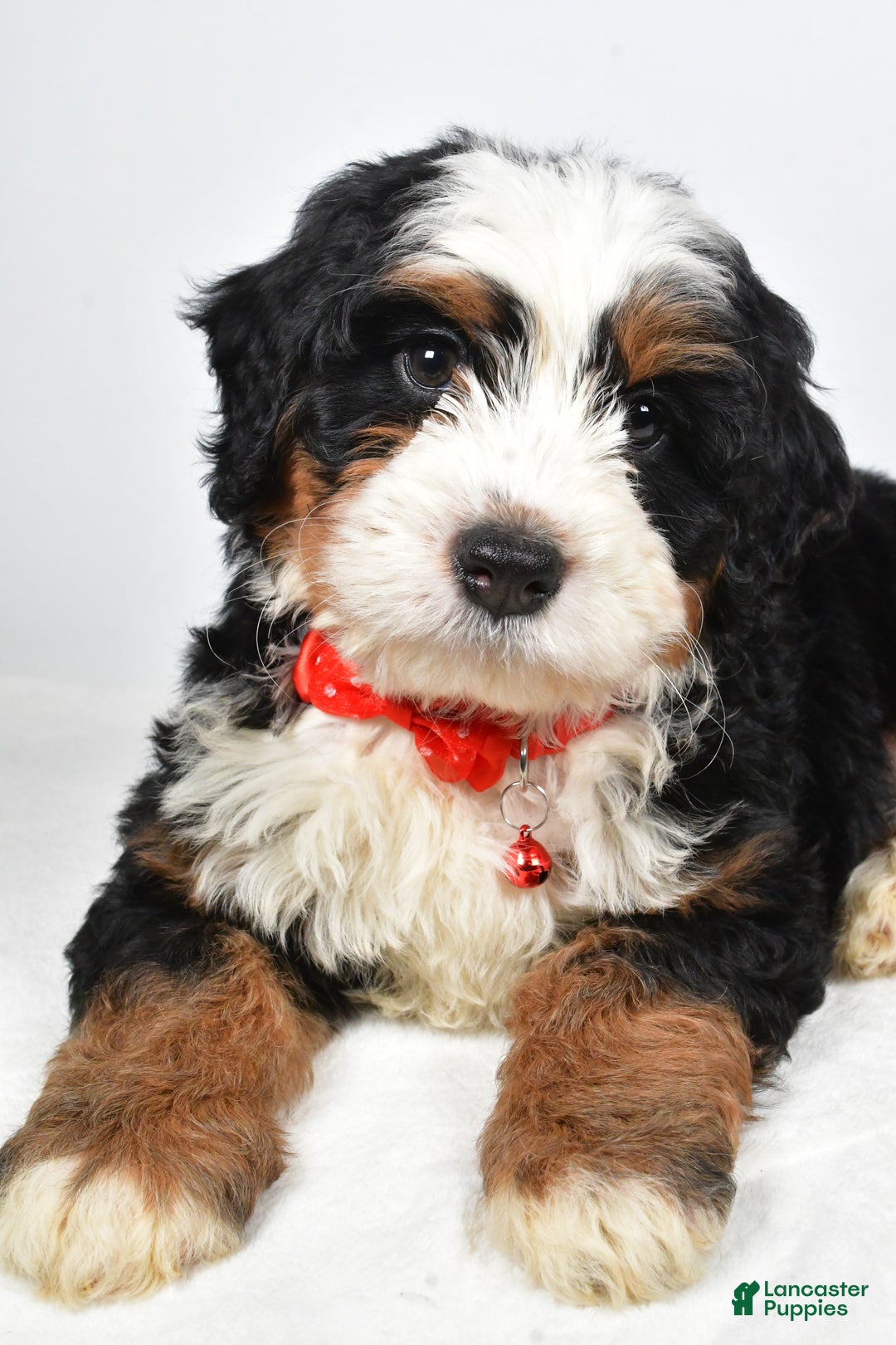 Mixed Breed dogs for sale: Cole - Ad 5