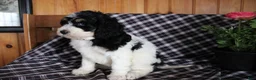 Bernedoodle dogs for sale: Daffy - Ad 3