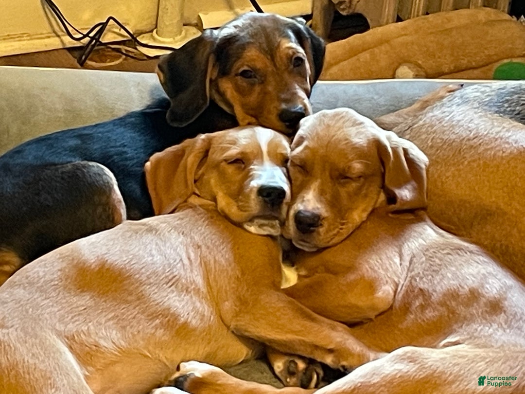 Mixed Breed dogs for sale: Holly  - Ad 9