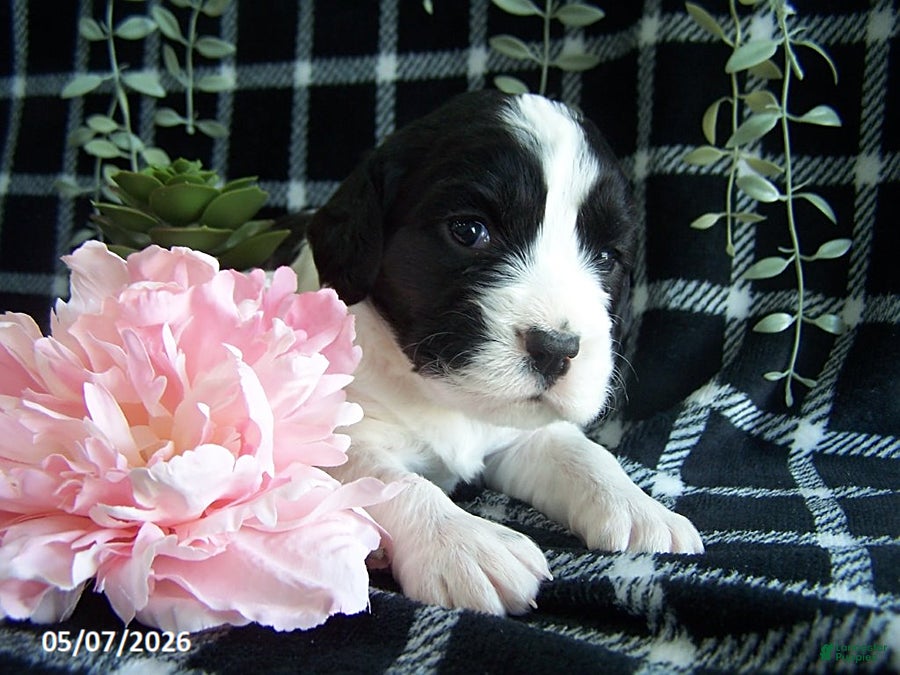 English Springer Spaniel dogs Beth - Ad 5