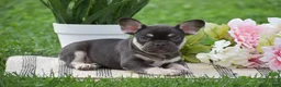 French Bulldog dogs for sale: Veronica - Ad 4