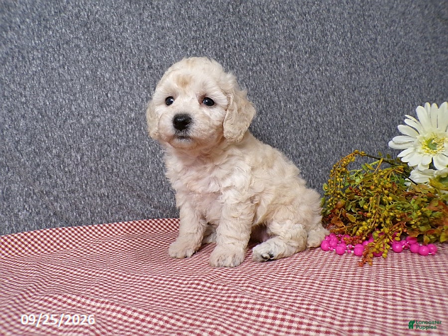 Bichpoo dogs Twinkle - Ad 1