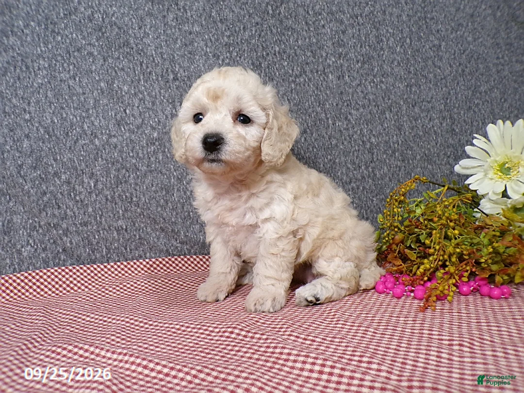 Bichpoo dogs for sale: Twinkle - Ad 1
