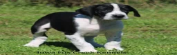 Great Dane dogs for sale: Great Dane 3 - Ad 5