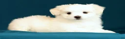 Maltese dogs for sale: Lindsey - Ad 7