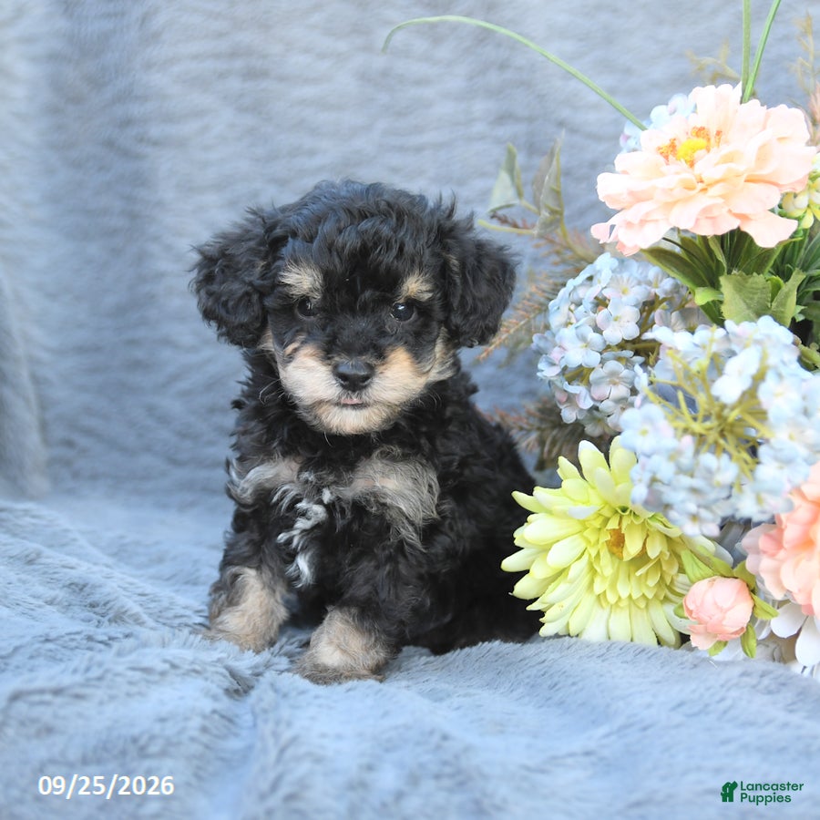 Toy Poodle dogs Tucker - Ad 2