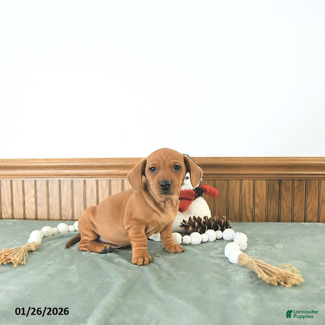 Miniature Dachshund dogs for sale: Beau - Ad 10