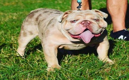 Old English Sheepdog dogs for stud: Skydrives Yoshi - Image 5