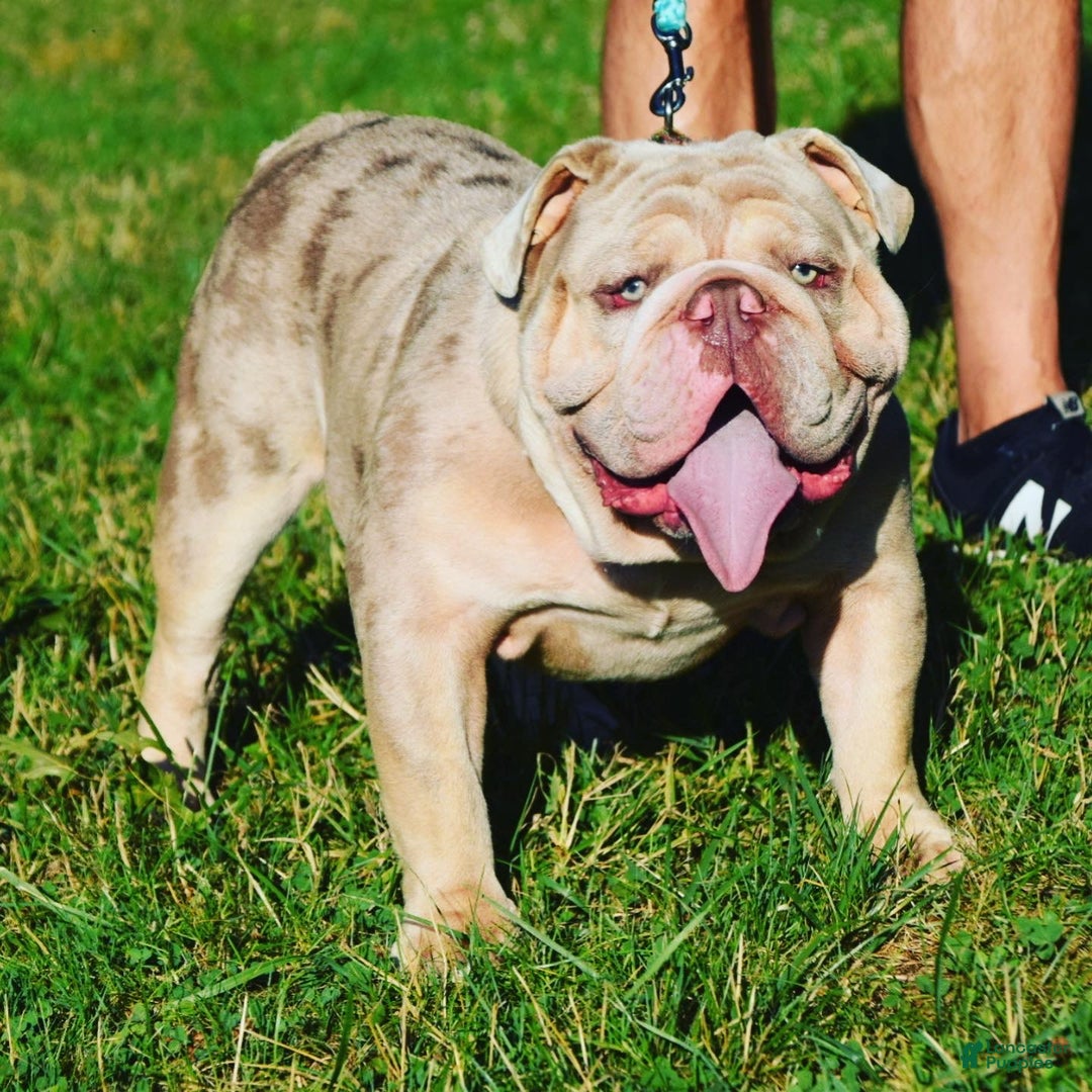 Old English Sheepdog dogs for stud: Skydrives Yoshi - Image 5