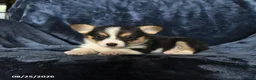 Welsh Corgi Pembroke dogs for sale: Riley - Ad 4