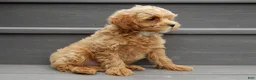 Cavapoo dogs for sale: Harley - Ad 5