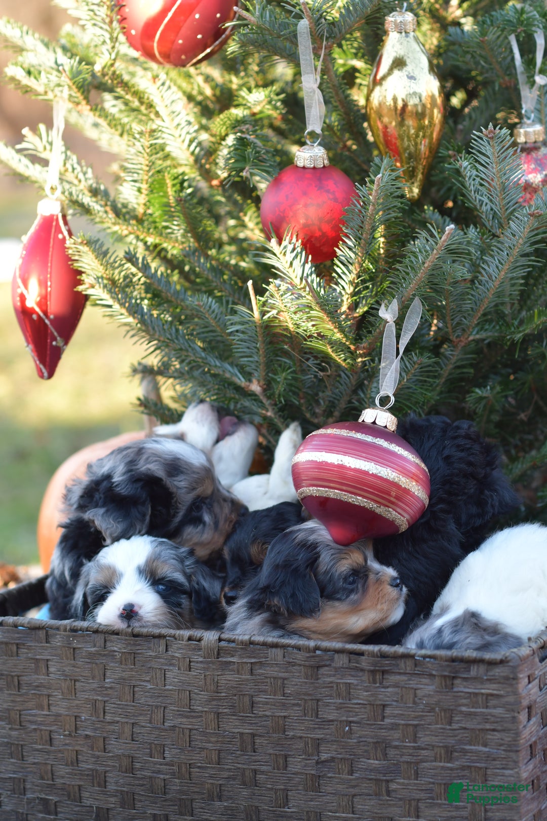 Mini Aussiedoodle dogs for sale: Rory - Ad 12