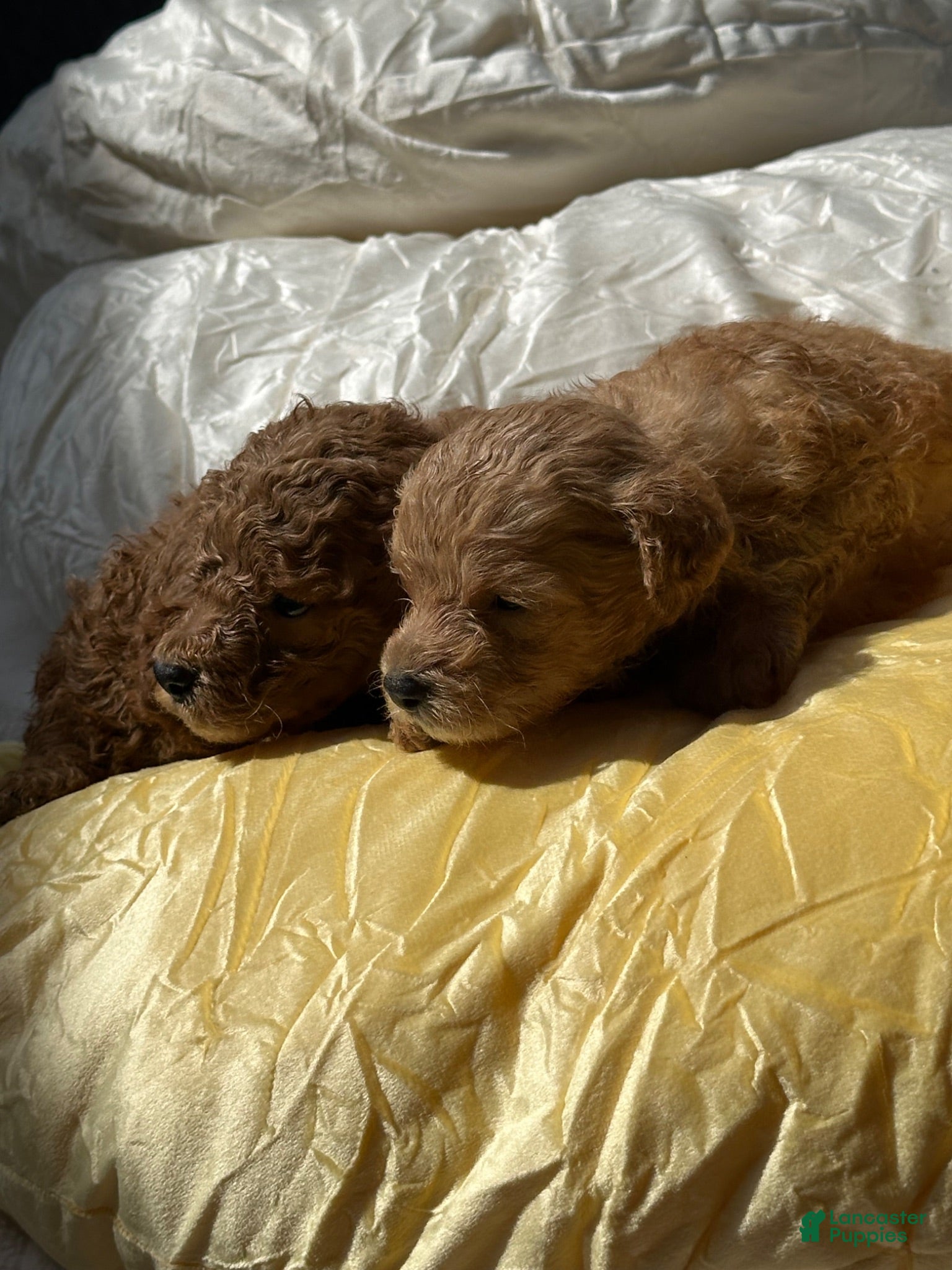 Cockapoo dogs Ruby  cockapoo  - Ad 25