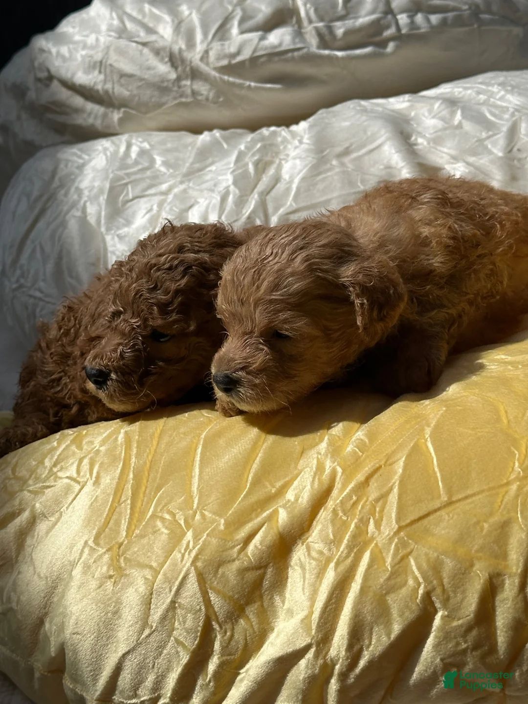 Cockapoo dogs for sale: Ruby  cockapoo  - Ad 1