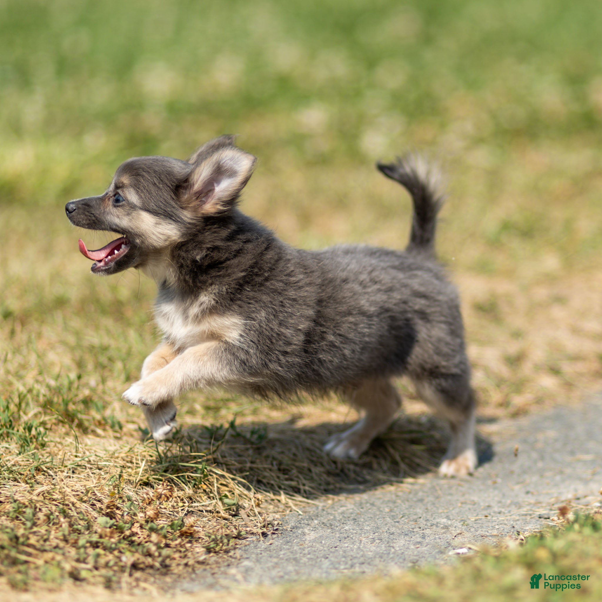 Chihuahua dogs Waylon Chihuahua Puppy  - Ad 2