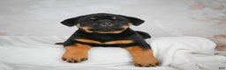 Rottweiler dogs for sale: Beretta - Ad 2