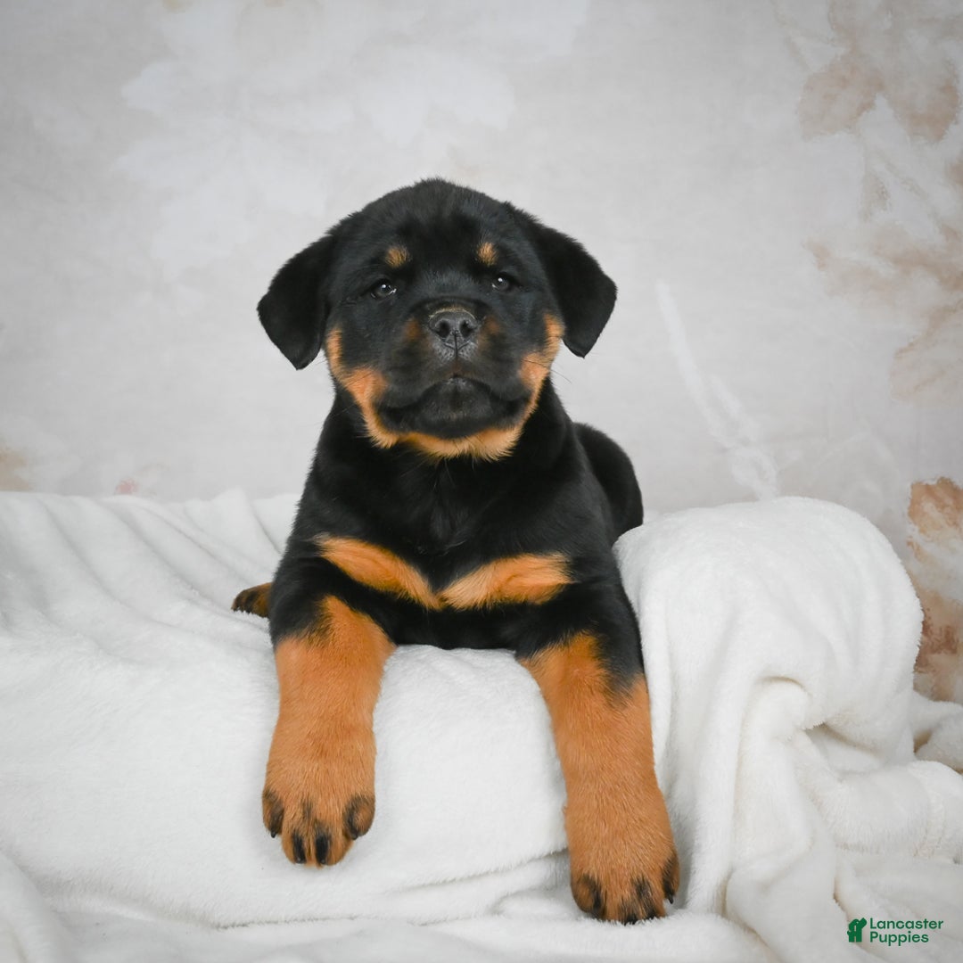 Rottweiler dogs for sale: Beretta - Ad 2