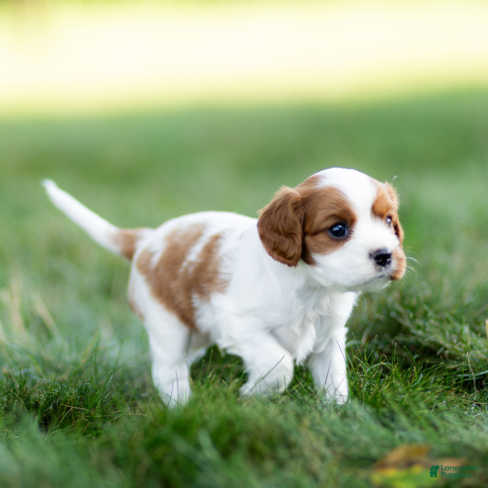 Cavalier King Charles Spaniel dogs Cavalier King Charles Spaniel 3 - Ad 2