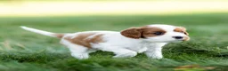Cavalier King Charles Spaniel dogs for sale: Cavalier King Charles Spaniel 3 - Ad 2