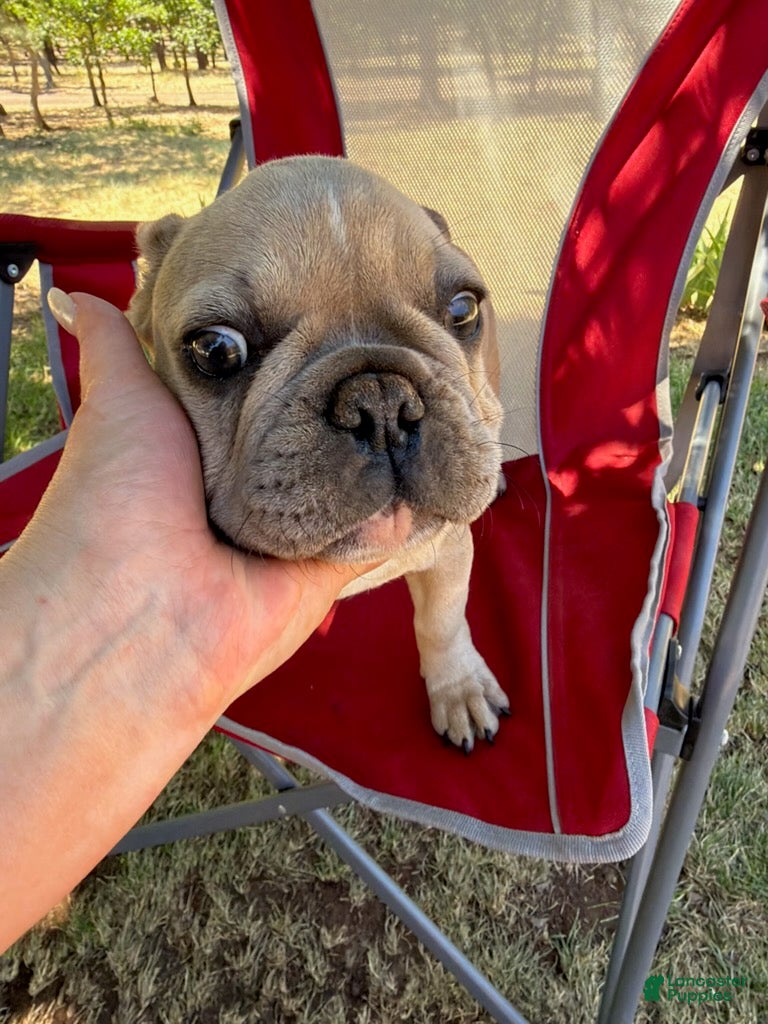 French Bulldog dogs little heifer - Ad 2