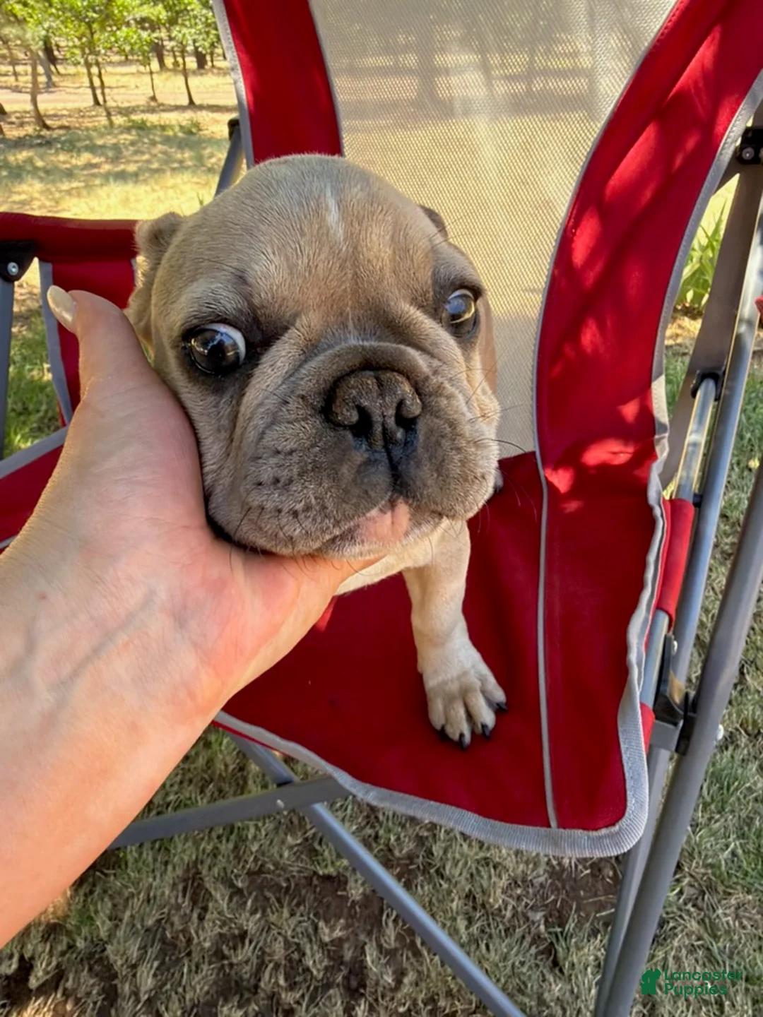 French Bulldog dogs for sale: little heifer - Ad 2