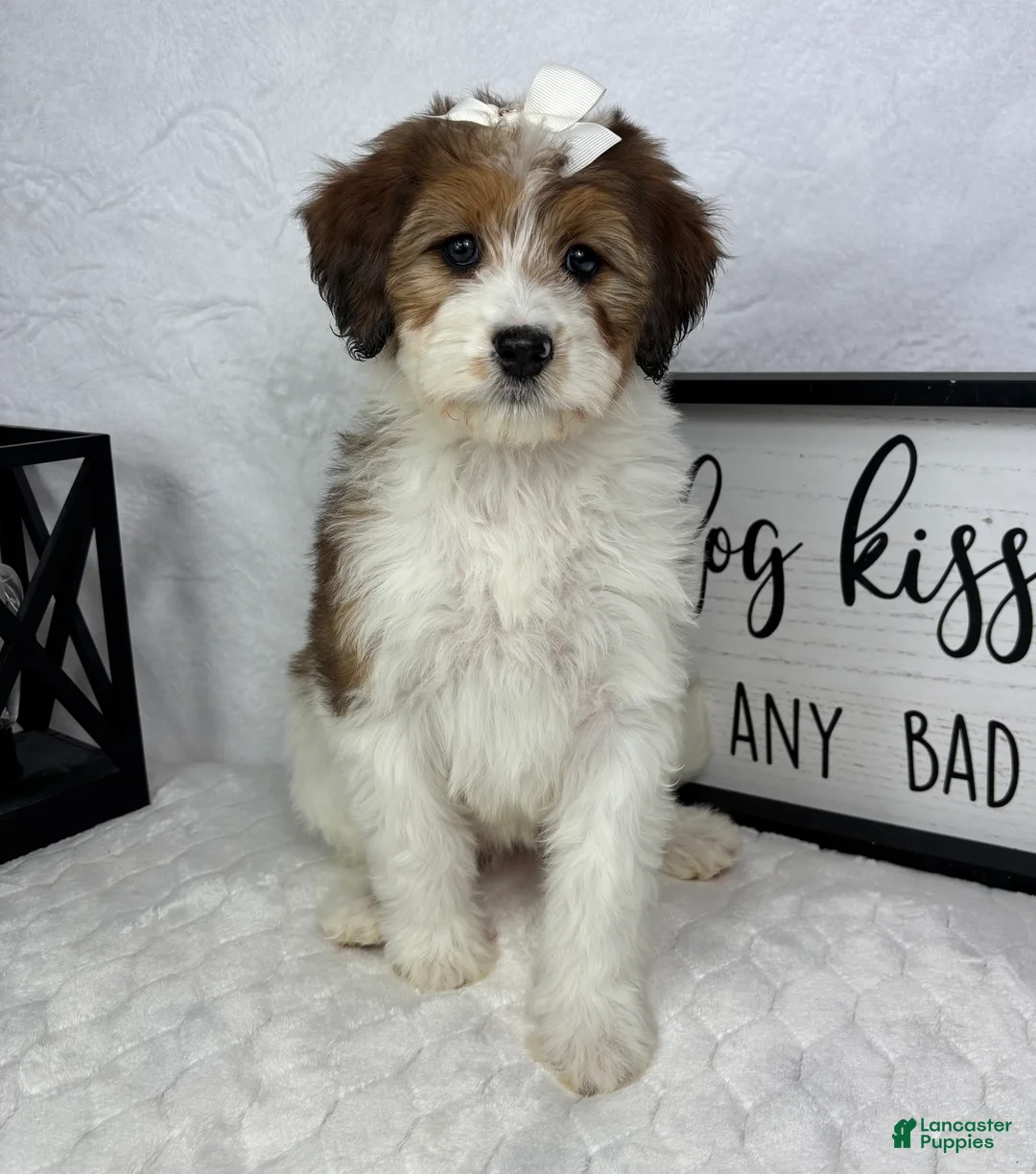 Mini Bernedoodle dogs for sale: Monica - Ad 5