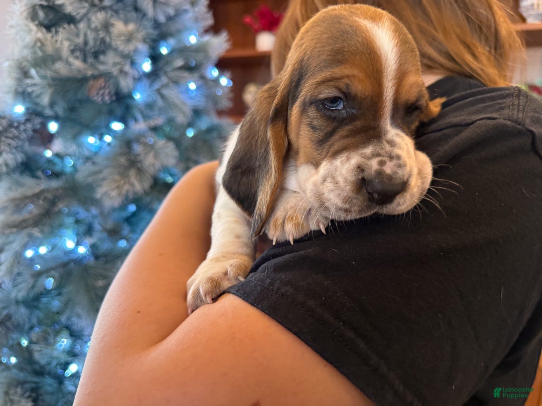 Basset Hound dogs for sale: Cindy - Ad 4