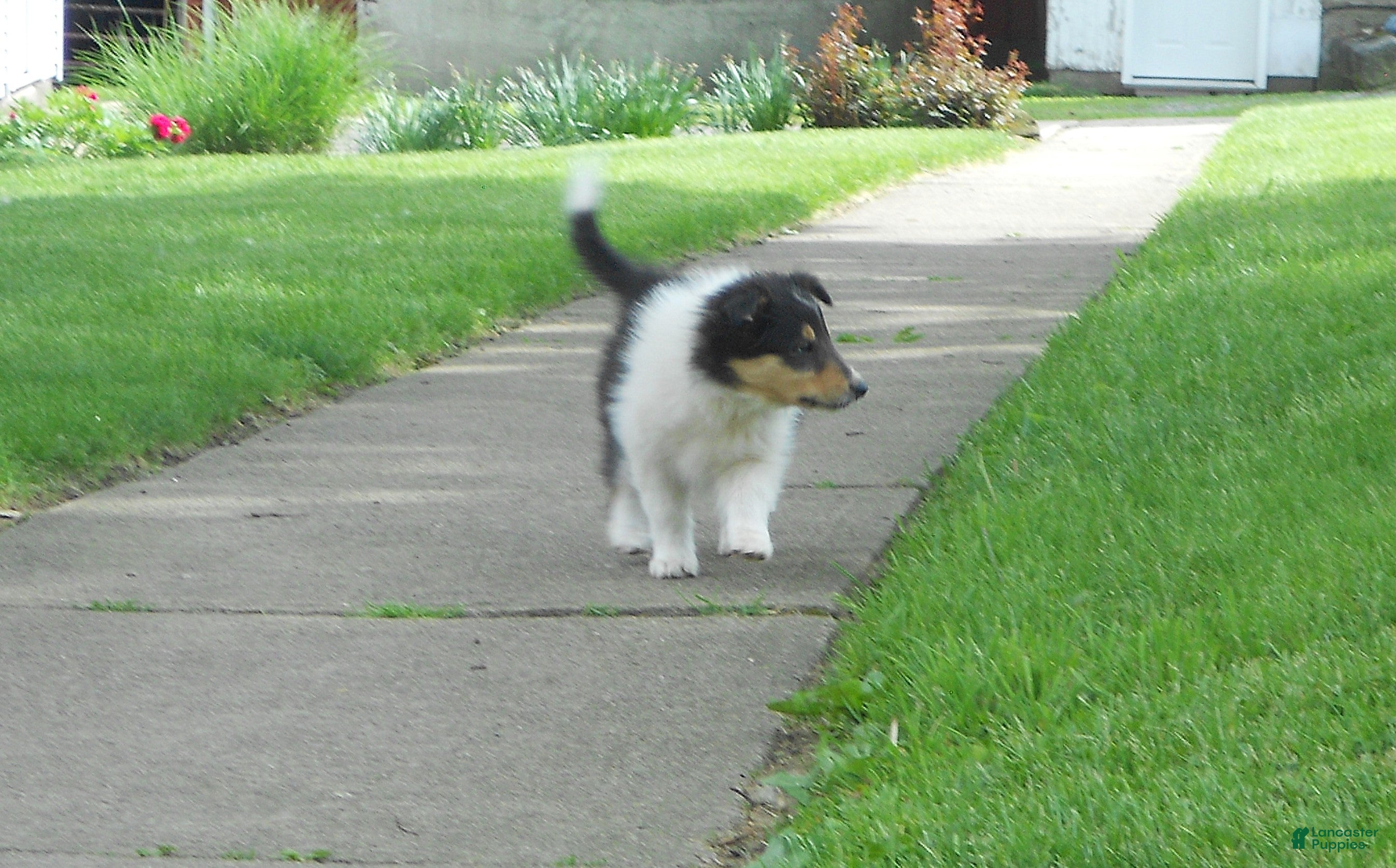 Drake Collie for sale in Sugarcreek | Lancaster Puppies
