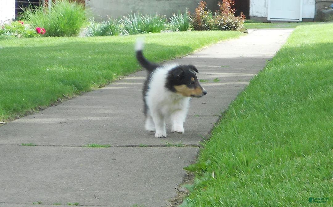 Collie dogs for sale: Drake - Ad 2