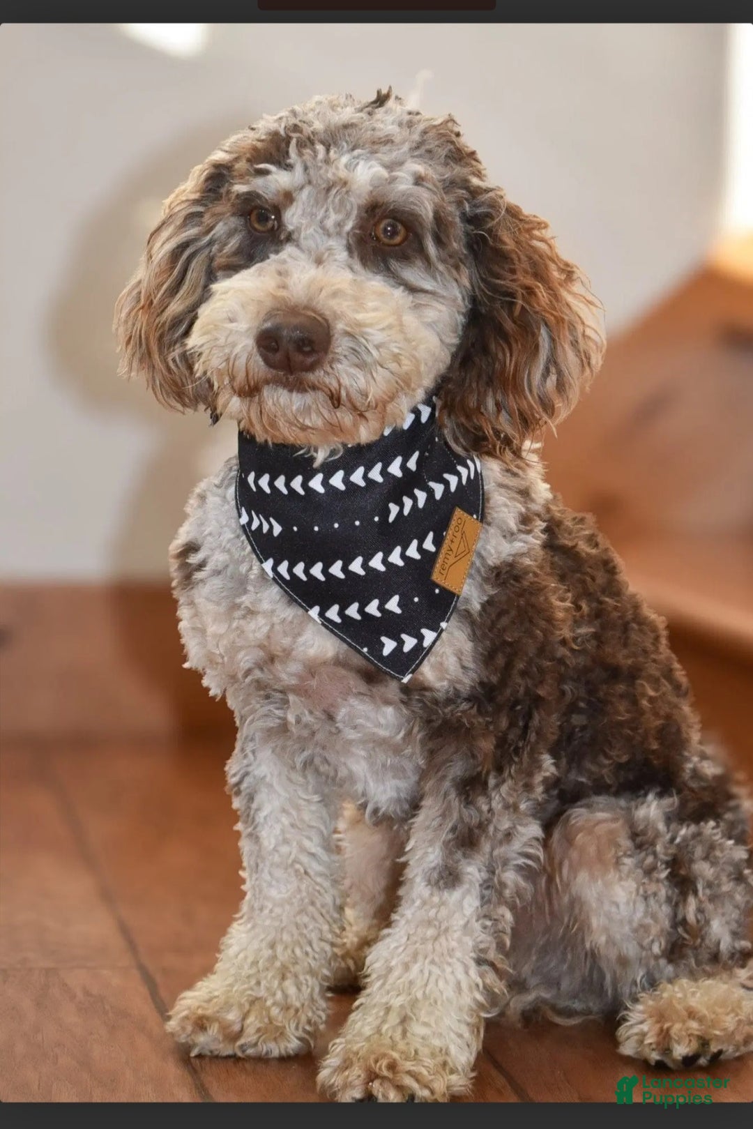 Labradoodle dogs for sale: Mrs. Claus  - Ad 8