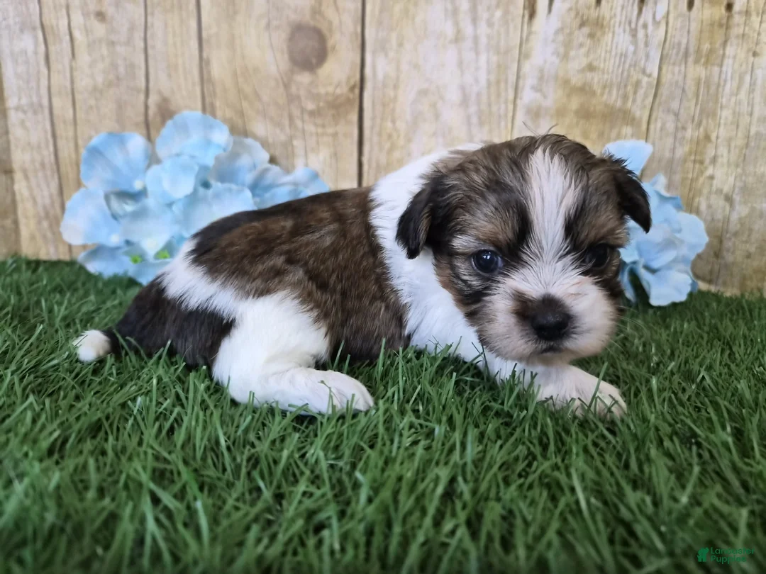 Shorkie dogs for sale: Cash - Ad 5