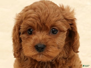 Cockapoo dogs Carmel - Ad 42